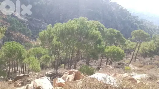 ارض للبيع في حاصبيا الكفير land for sale in hasbaya