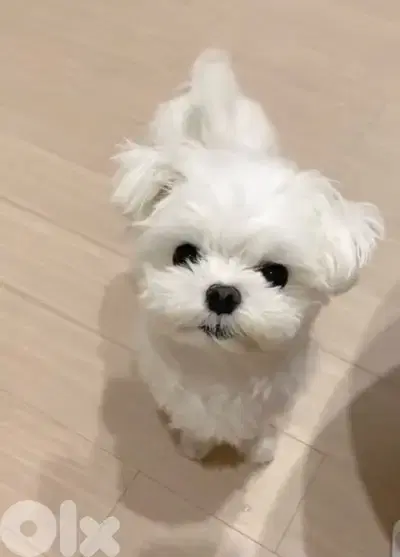 Adorable mini Bichon puppy available in store & delivery كلب