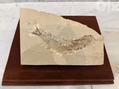 Ancient Lebanese Fish Fossil, Cenomanian Age