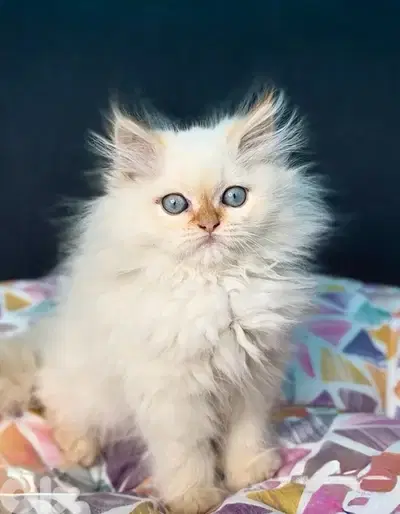 Unique beauty! Himalayan imported kitten blue eyes available
