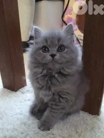 Persian Blue long hair delivery