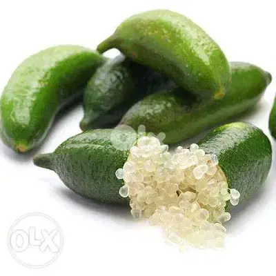 Italian Finger lime/ citron caviar trees شجر حامض الكافيار الإيطالي