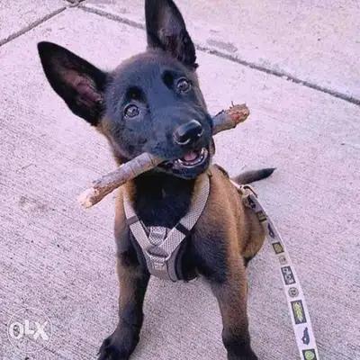 Malinois beautifully intelligent