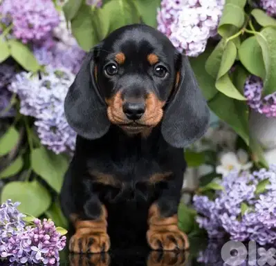 Black and Tan Dachshund Puppies/ dog كلاب