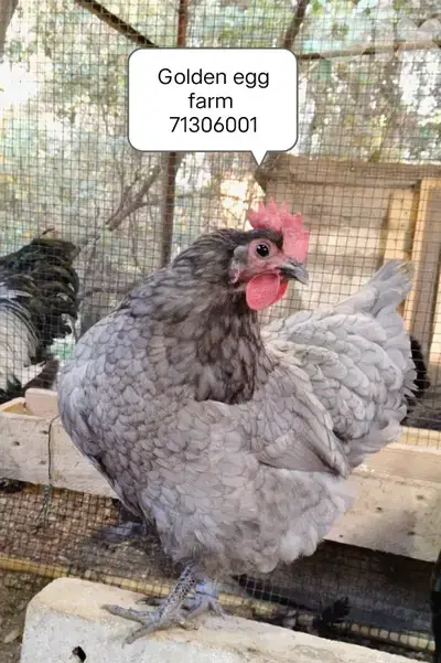 صيصان وطقومة  اجنبي وزينة
