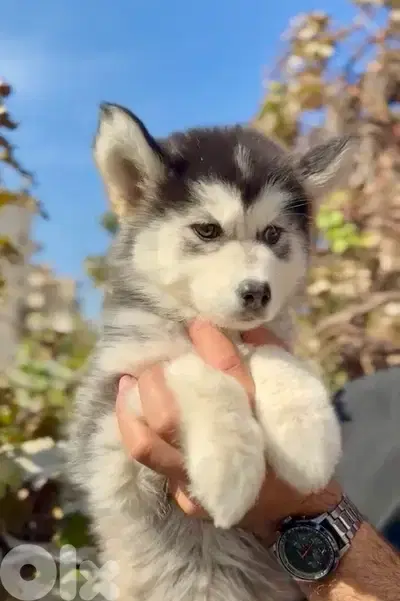 Unique Siberian Husky puppy available