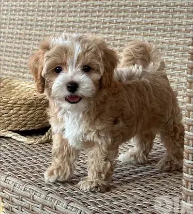 Mini Labradoodle puppy  imported