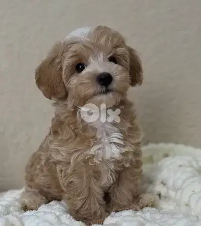 Cavapoo Toy size imported