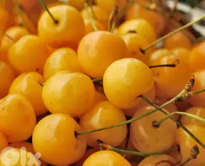 Italian Yellow Cherry trees
