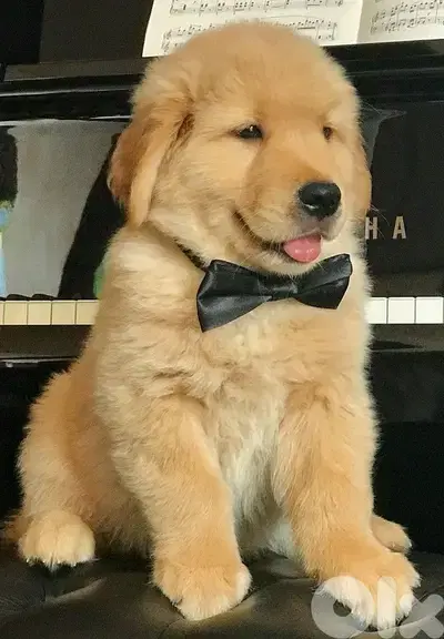 Golden Retriever Puppy – Purebreed | Exceptional Temperament|In Store