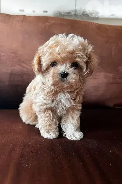 Toy Maltipoo Puppies in store | dog كلاب | delivery