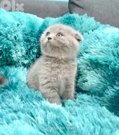 Cute lilac color Scottish Fold kitten available in store delivery