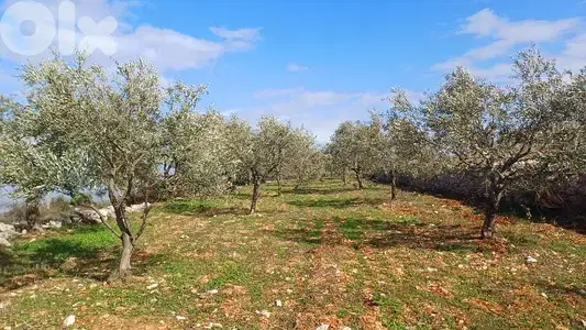lands for sale in Oura أرض للبيع في عورا