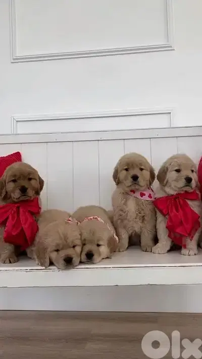 Golden Retriever Puppies Available in Store & Delivery