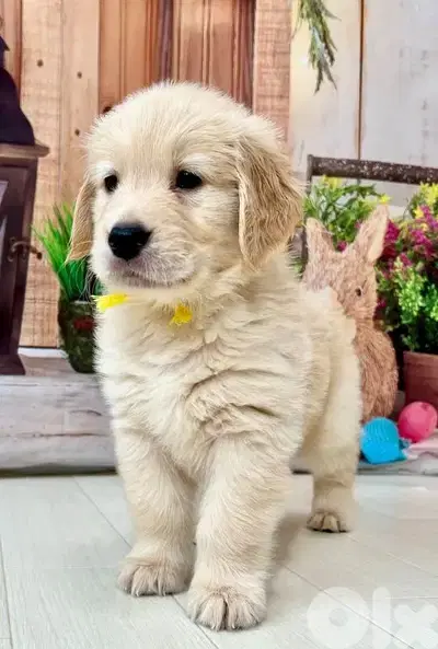 Pure Golden Retriever Puppies| dog كلاب in store