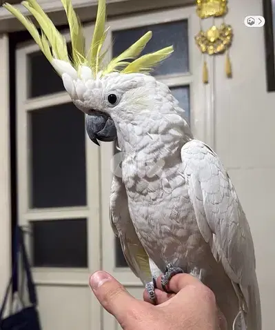 cockatoo