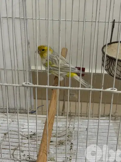 اوبال كناري opale canaries