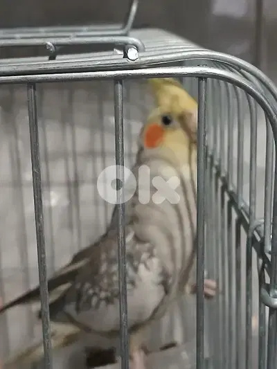 طاءر كوكتيل ذكر السعر:٤٠ دولار ٠٣٠٧٥٦٢٢