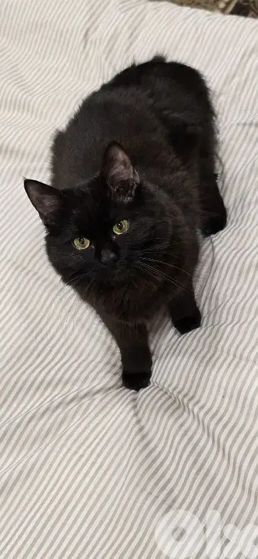 Cat 10 months