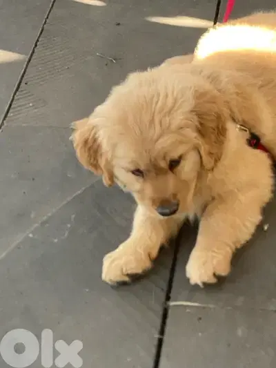 Very cute puppy golden retriever brown color