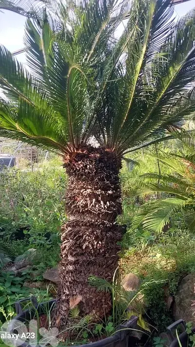 cyca سيكا