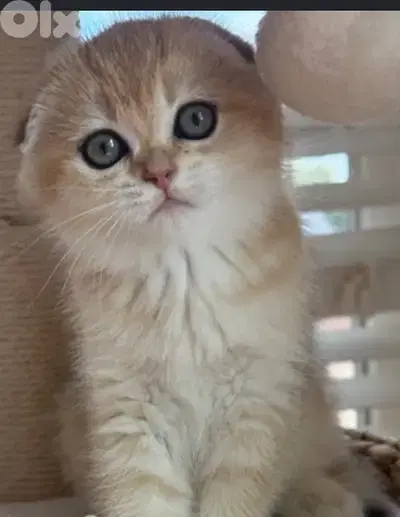 golden chinchella