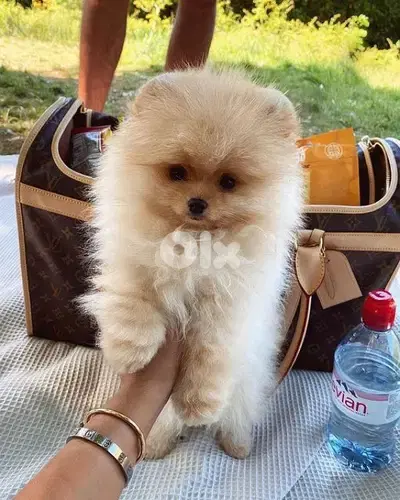 Small Teacup Pomeranian Puppies - dog كلاب
