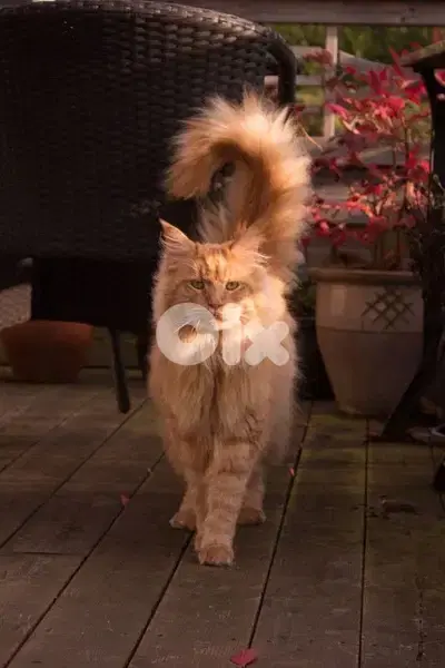 Imported Orange Maine Coon Kitten / cat قطط