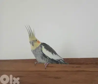 cockatiel ببغاء اليف مهجن و بسعر نار