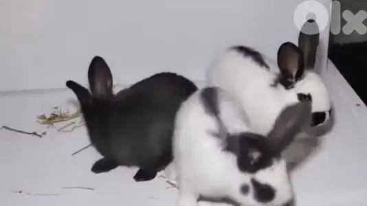 ارانب بابيون