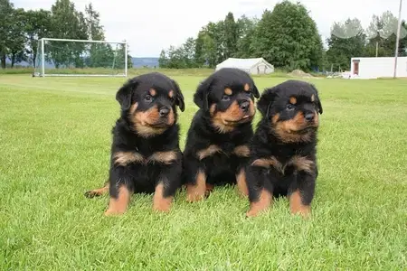 Majestical Rottweiler puppy pure breed /Dog Delivery / كلاب كلب جرو