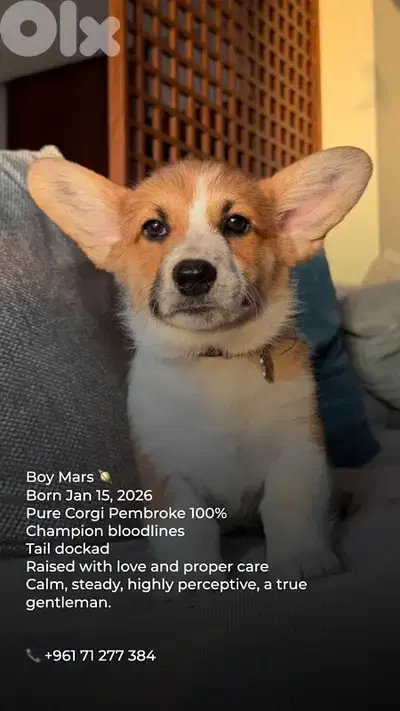 pure breed corgi 100%