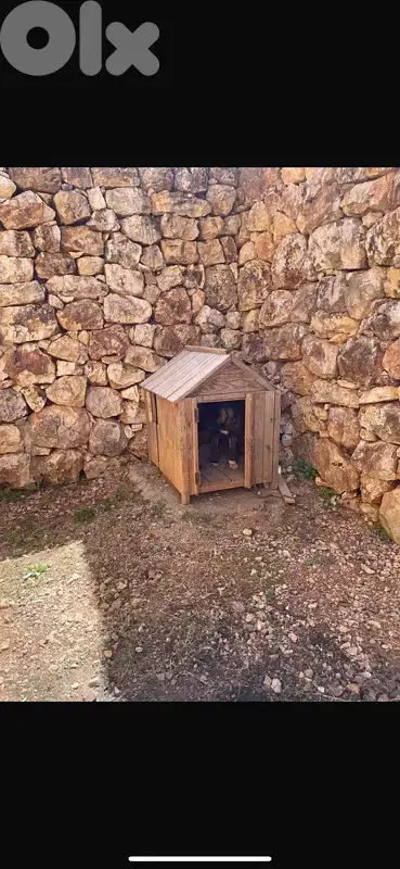 بيت كلب
