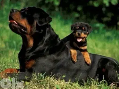 Protective Rottweiler puppy available pure breed