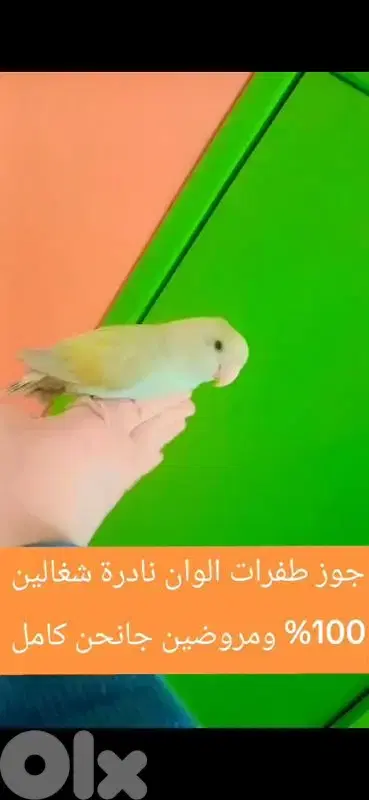 بيروت الحمرا