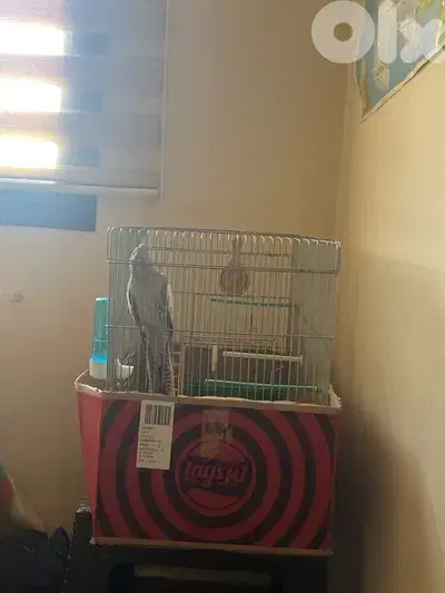 cockatiel حبشي