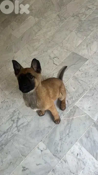 Malinois