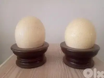 Ostrich eggs 2 pecse same whit stand