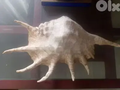 Spiny murex high 40 cm