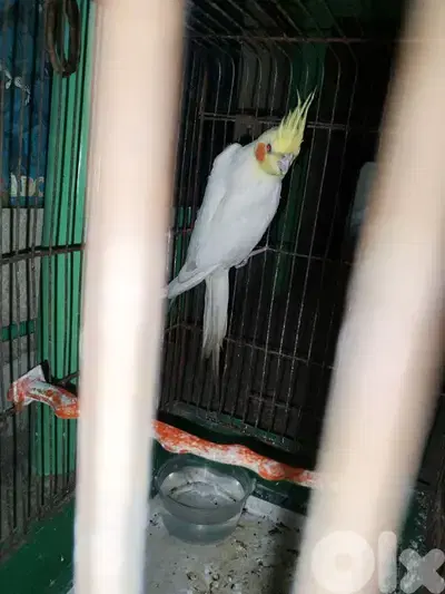 Karawan