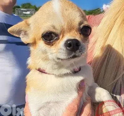 chihuahua Needed