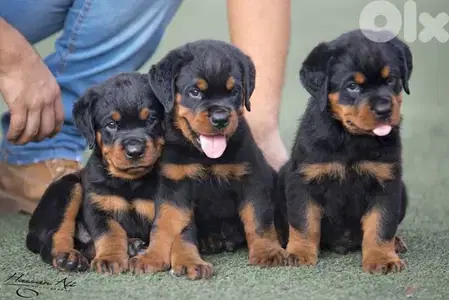 Strong Loyal Rottweiller Puppies Available / Delivery/ In Store