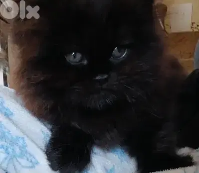 // Persian kitten for sale