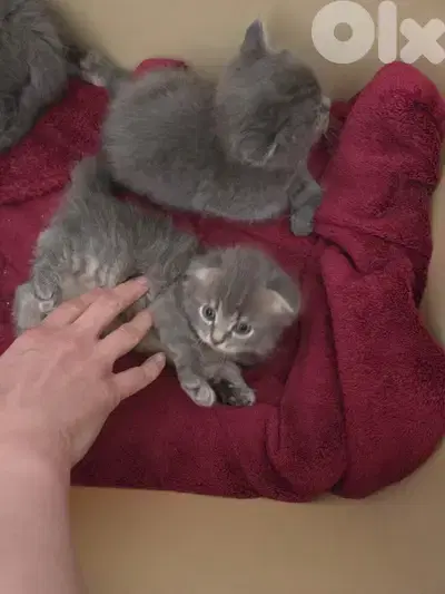 kitten