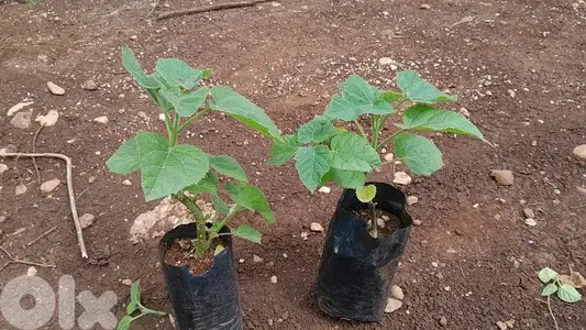 Paulownia