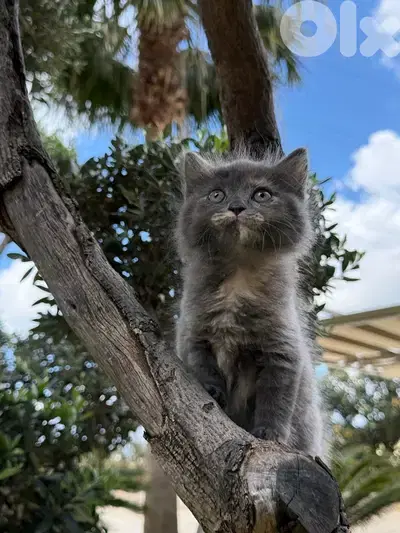 British Kitten 100$