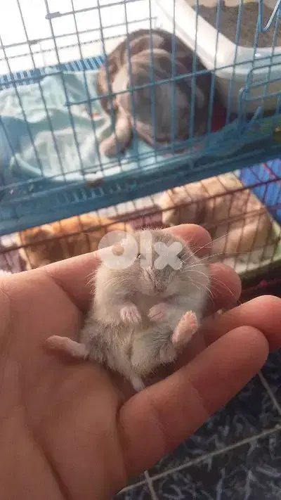 Russian hamster and guinea pigs