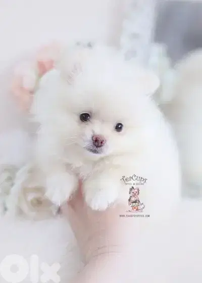 Small Pomeranian Spitz puppy