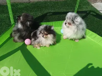 Pomeranian tea cup puppies rare colors