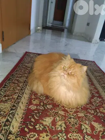 simba Bl